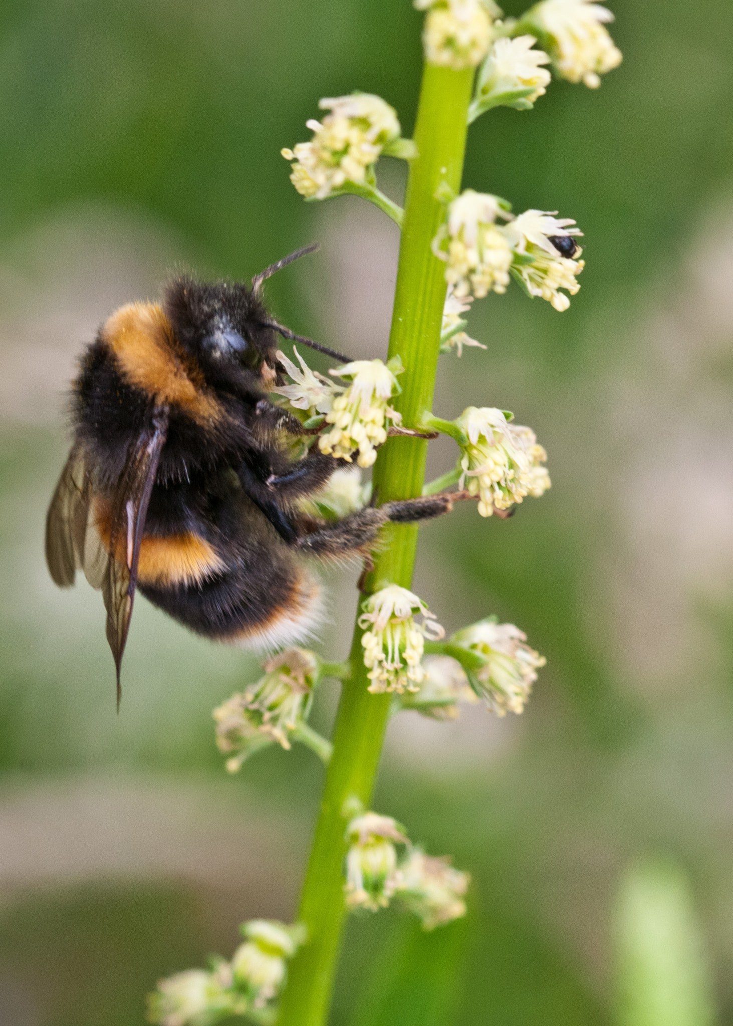 Sigma 105mm F2.8 EX DG OS HSM sample photo. Bumble bee photography