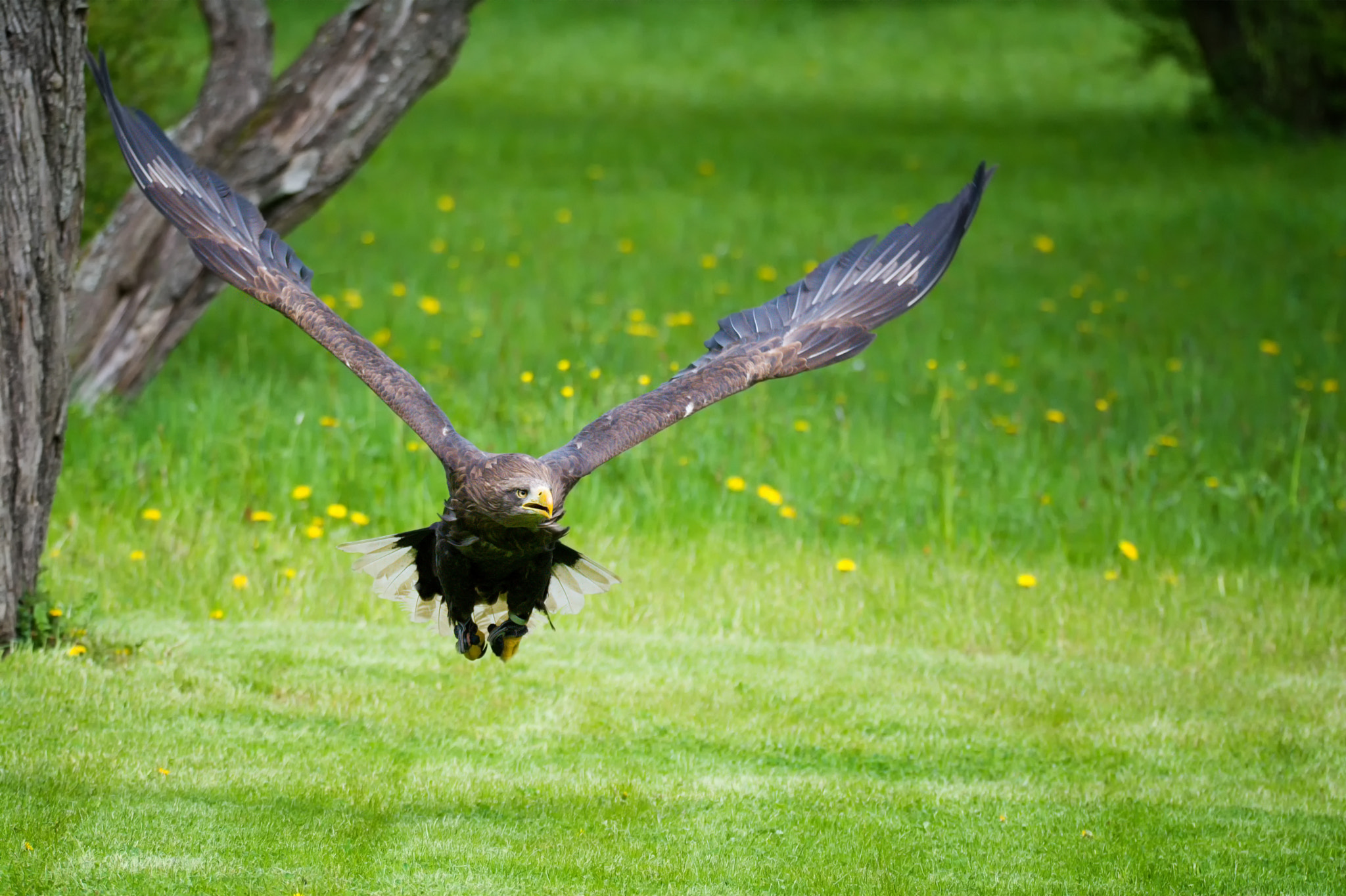 Nikon D7100 sample photo. White-tailed eagle (haliaeetus albicilla) photography