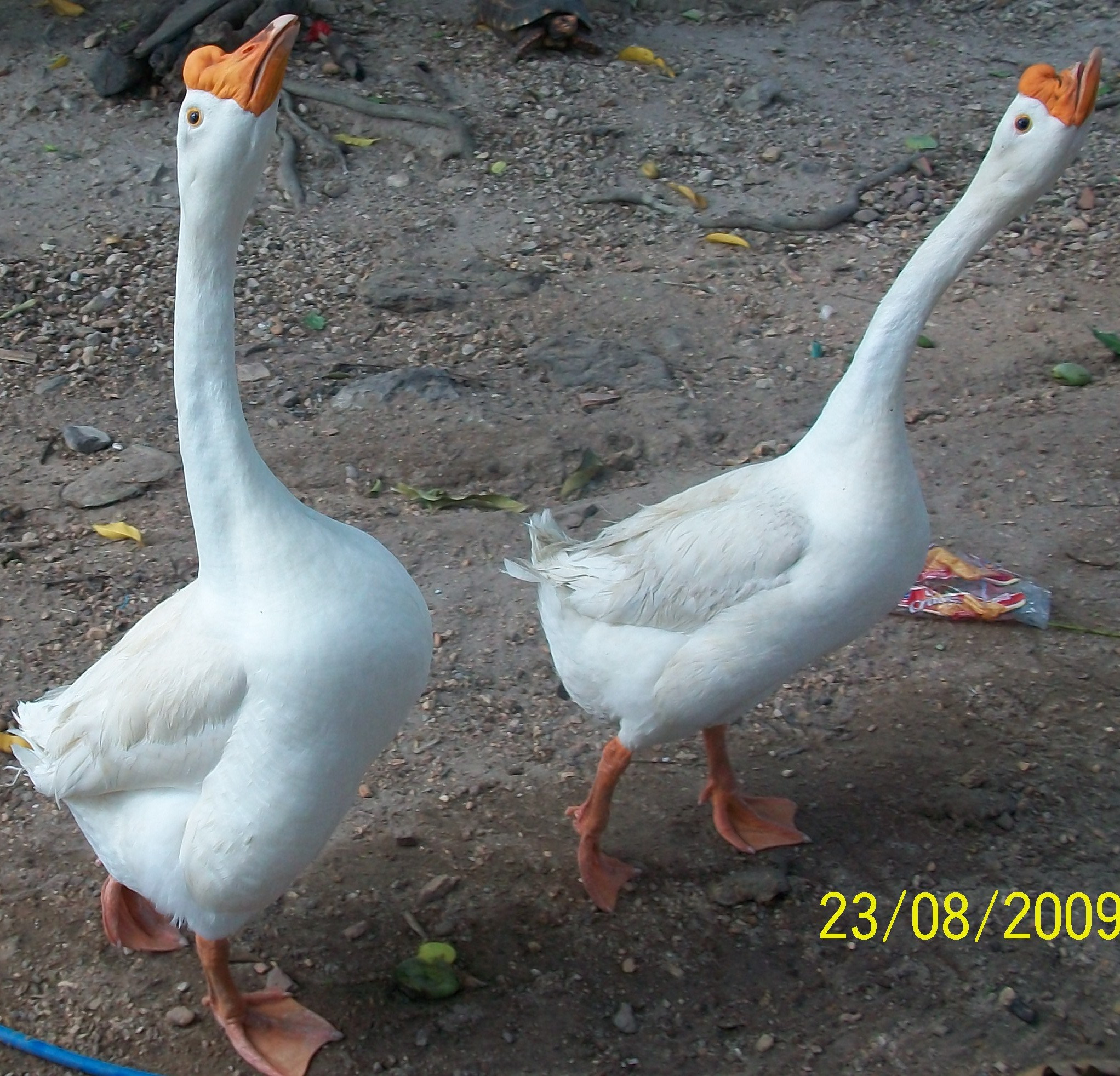 Kodak EASYSHARE M320 DIGITAL CAMERA sample photo. Ganso photography