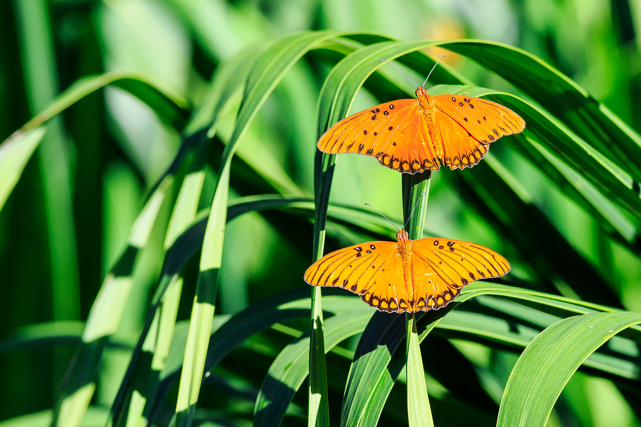 Canon EF 600mm f/4L IS sample photo. Agraulis vanillae photography