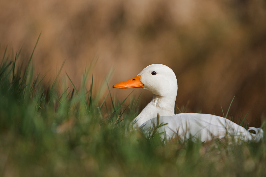 Canon EF 70-200mm F2.8L IS USM sample photo. White duck photography