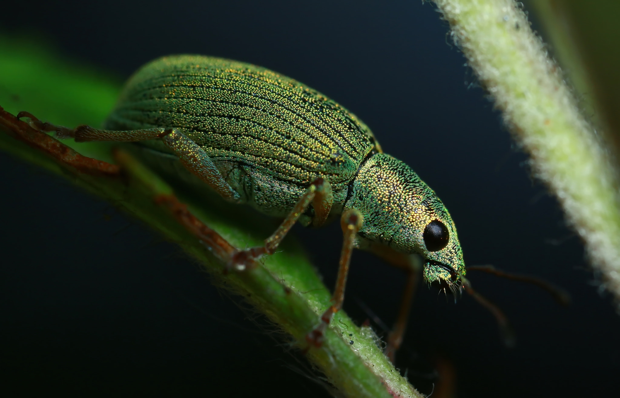 Canon MP-E 65mm F2.5 1-5x Macro Photo sample photo. Green leaf weevil photography