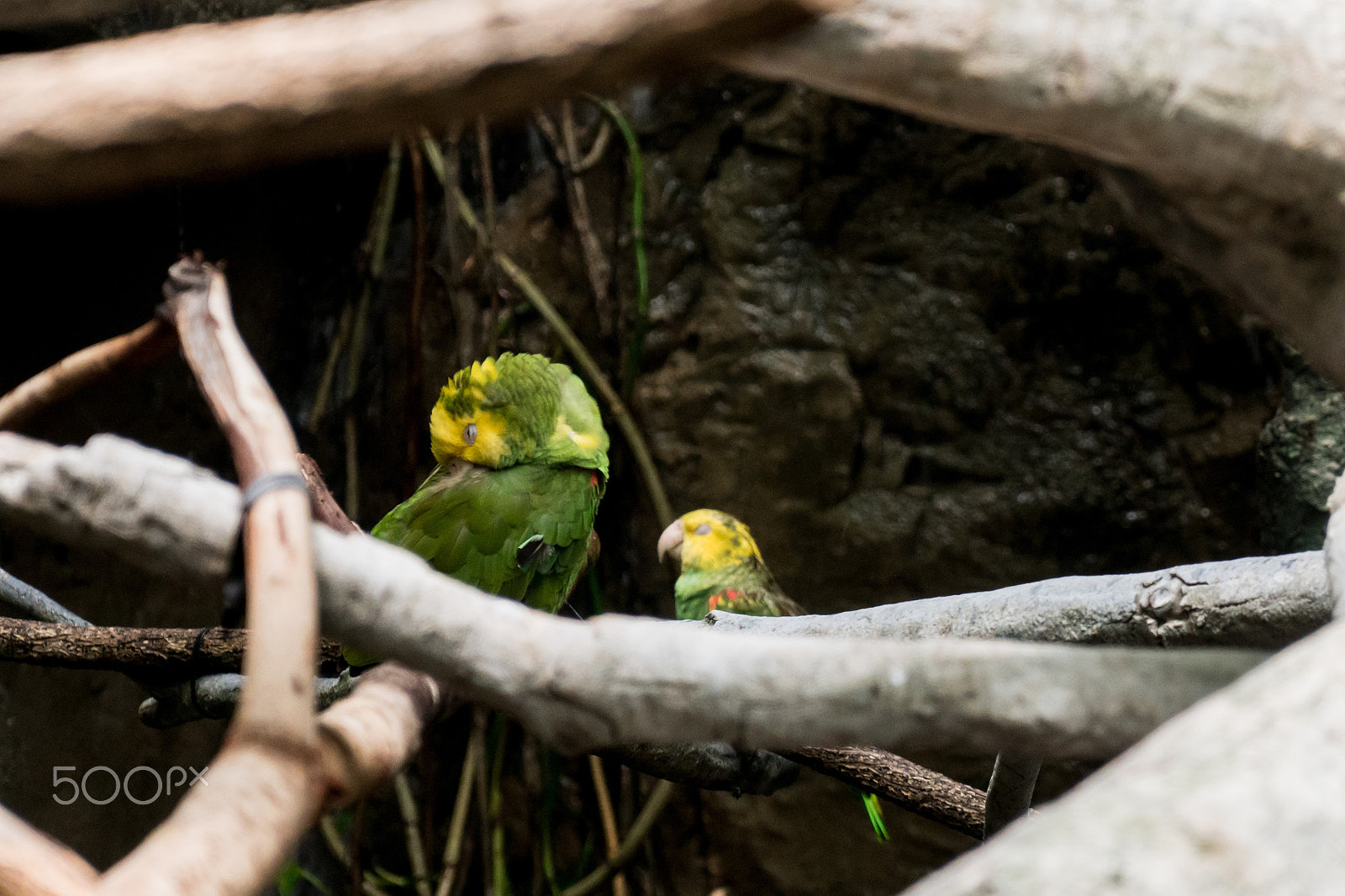 Sony a6300 + Sony Vario Tessar T* FE 24-70mm F4 ZA OSS sample photo. Sleeping parrots photography