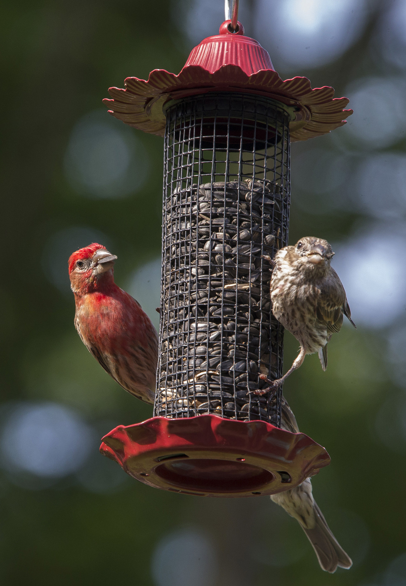 Canon EOS-1D X sample photo. Red and gray photography