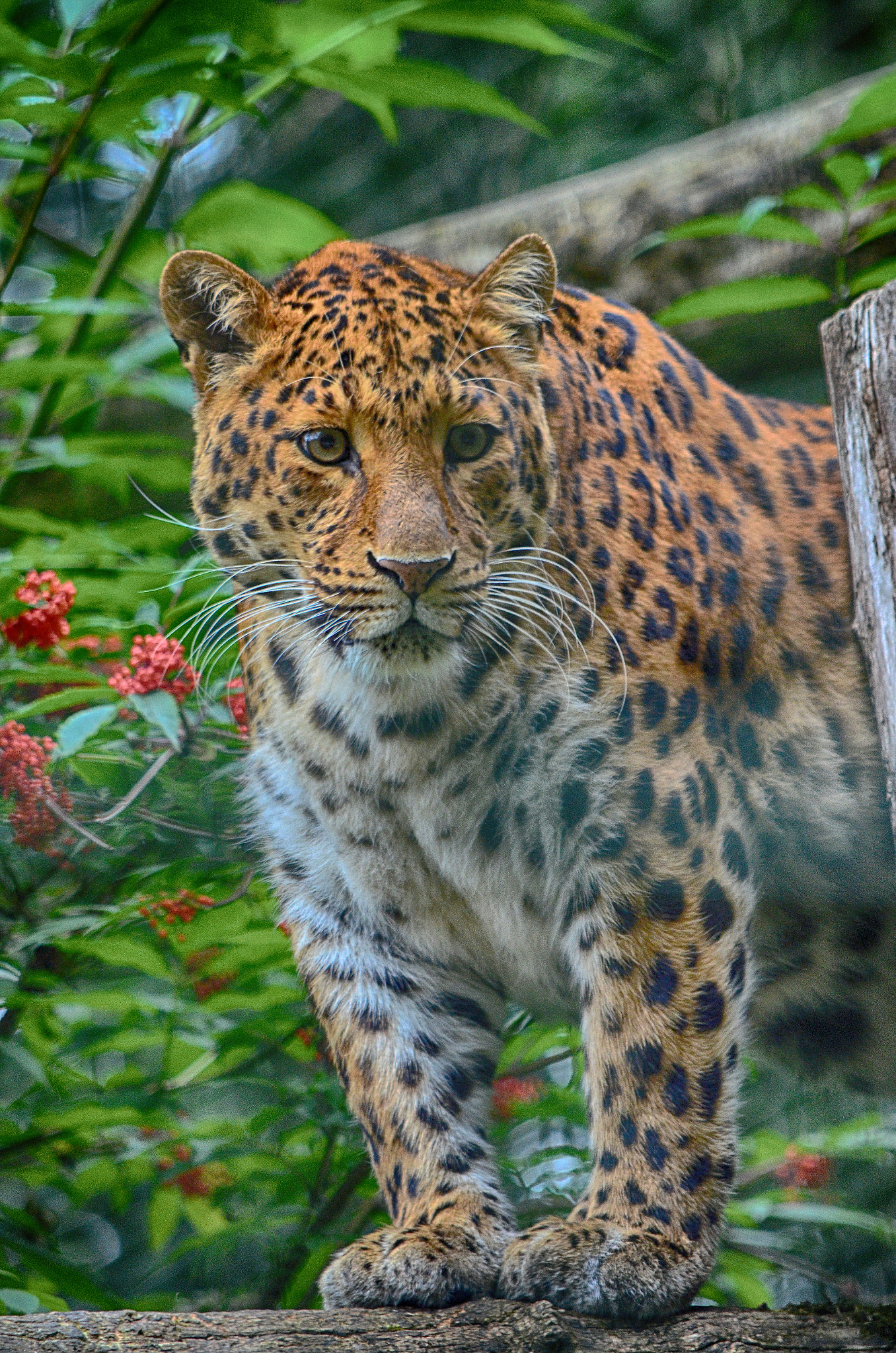Sigma 50-150mm F2.8 EX APO DC HSM II sample photo. Leopard photography