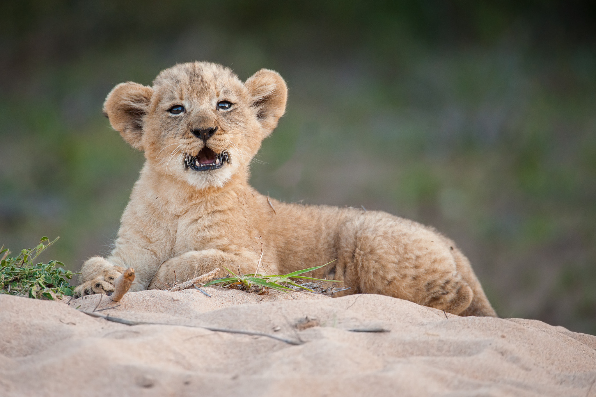 Sigma 150-600mm F5-6.3 DG OS HSM | S sample photo. As cute as they come photography