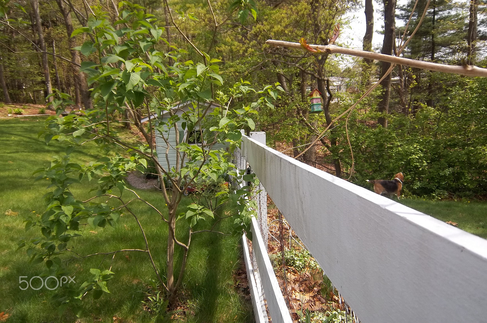 Kodak EASYSHARE M575 DIGITAL CAMERA sample photo. White fence photography