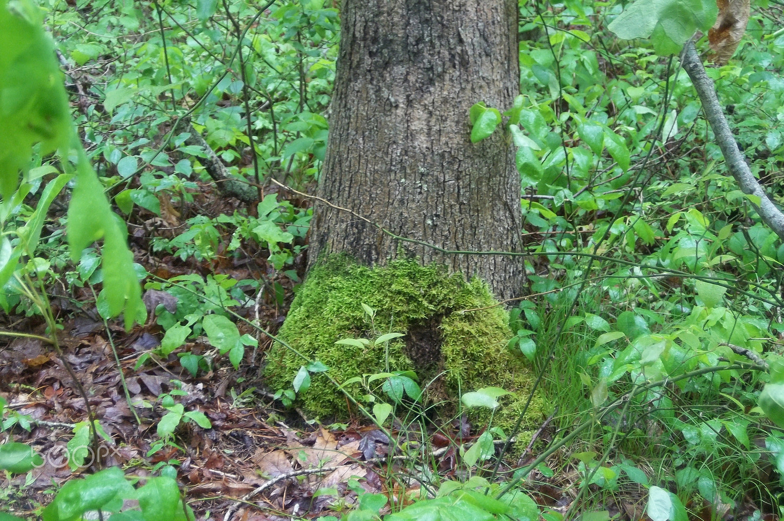 Kodak EASYSHARE M575 DIGITAL CAMERA sample photo. Tree trunk photography