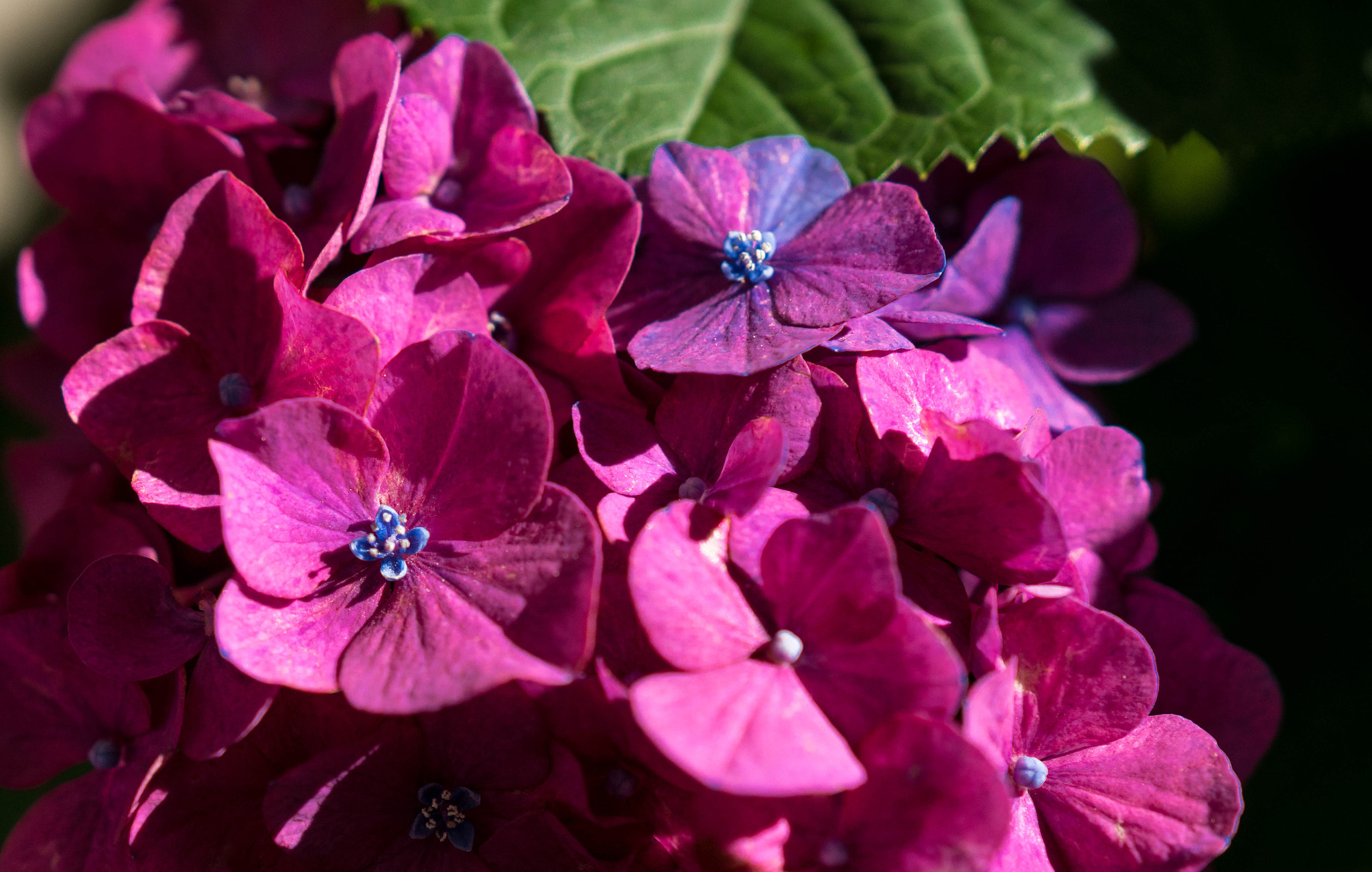 Sony a6300 + 18-35mm F1.8 DC HSM | Art 013 sample photo. Pink hydrangea ii photography