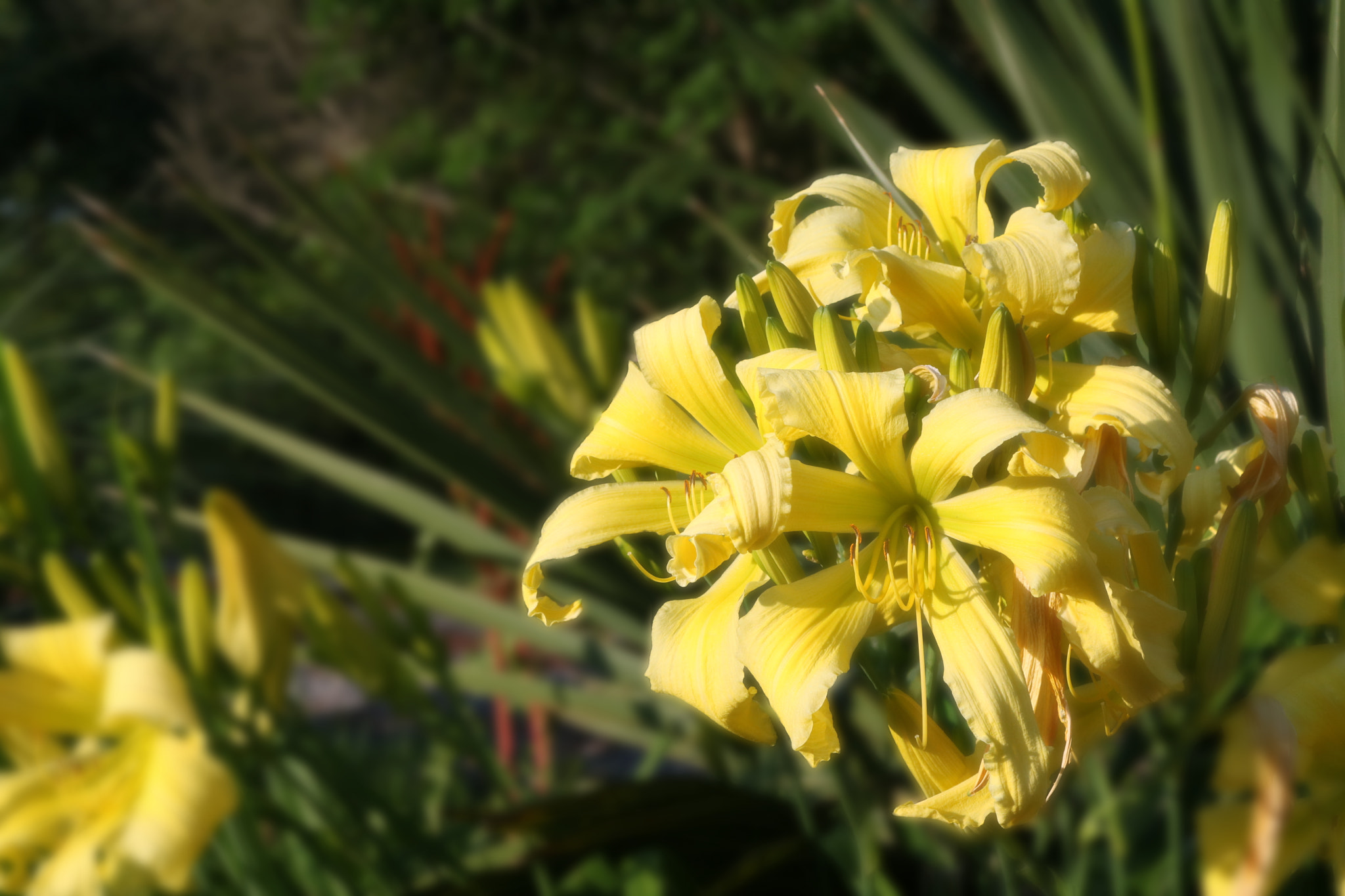 Canon EOS 760D (EOS Rebel T6s / EOS 8000D) sample photo. Flowery dream photography