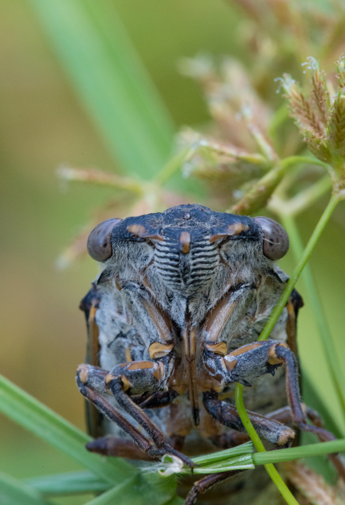 Sigma 150mm F2.8 EX DG Macro HSM sample photo. Dba o photography
