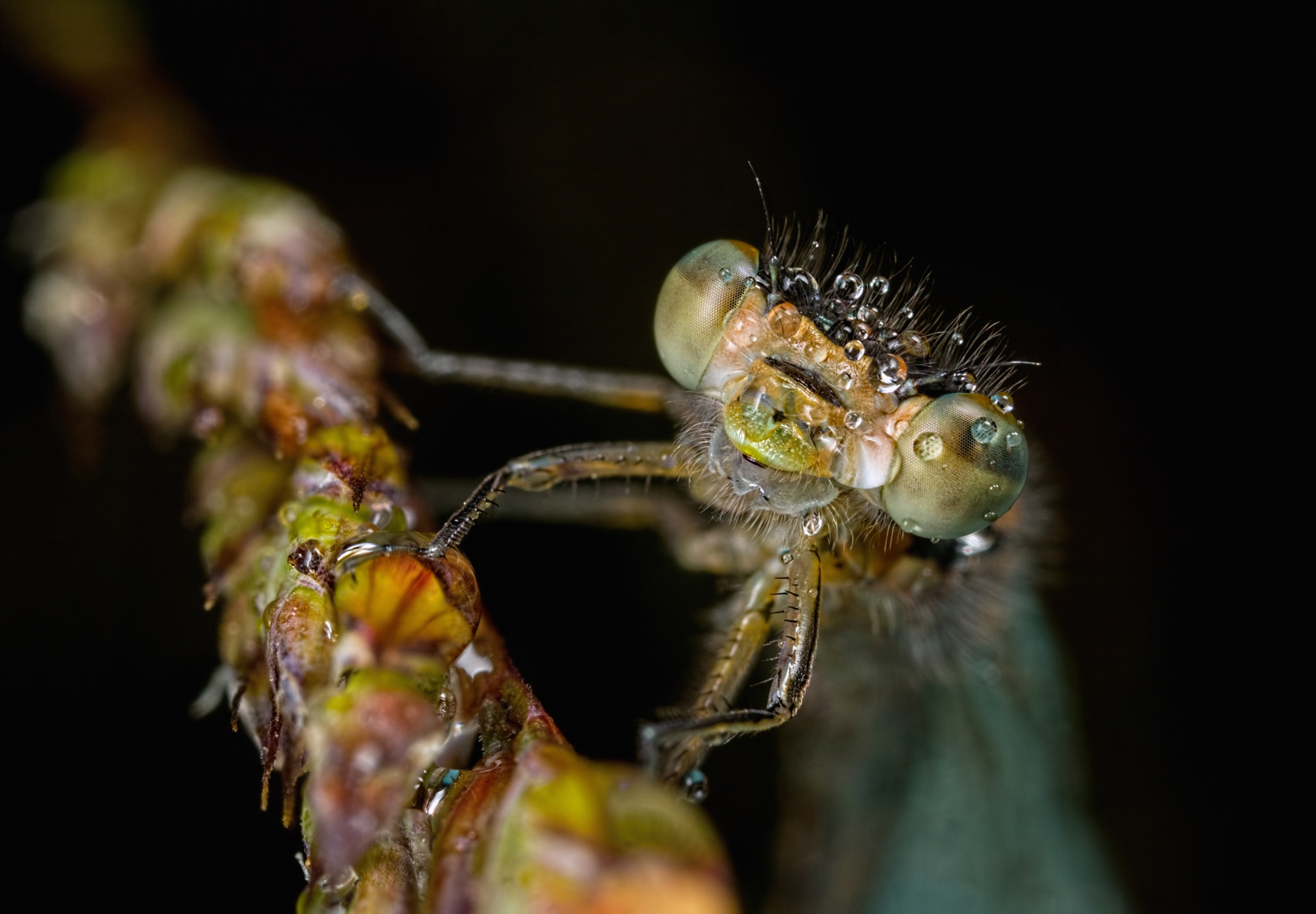 Canon MP-E 65mm F2.5 1-5x Macro Photo sample photo. Dark rain photography