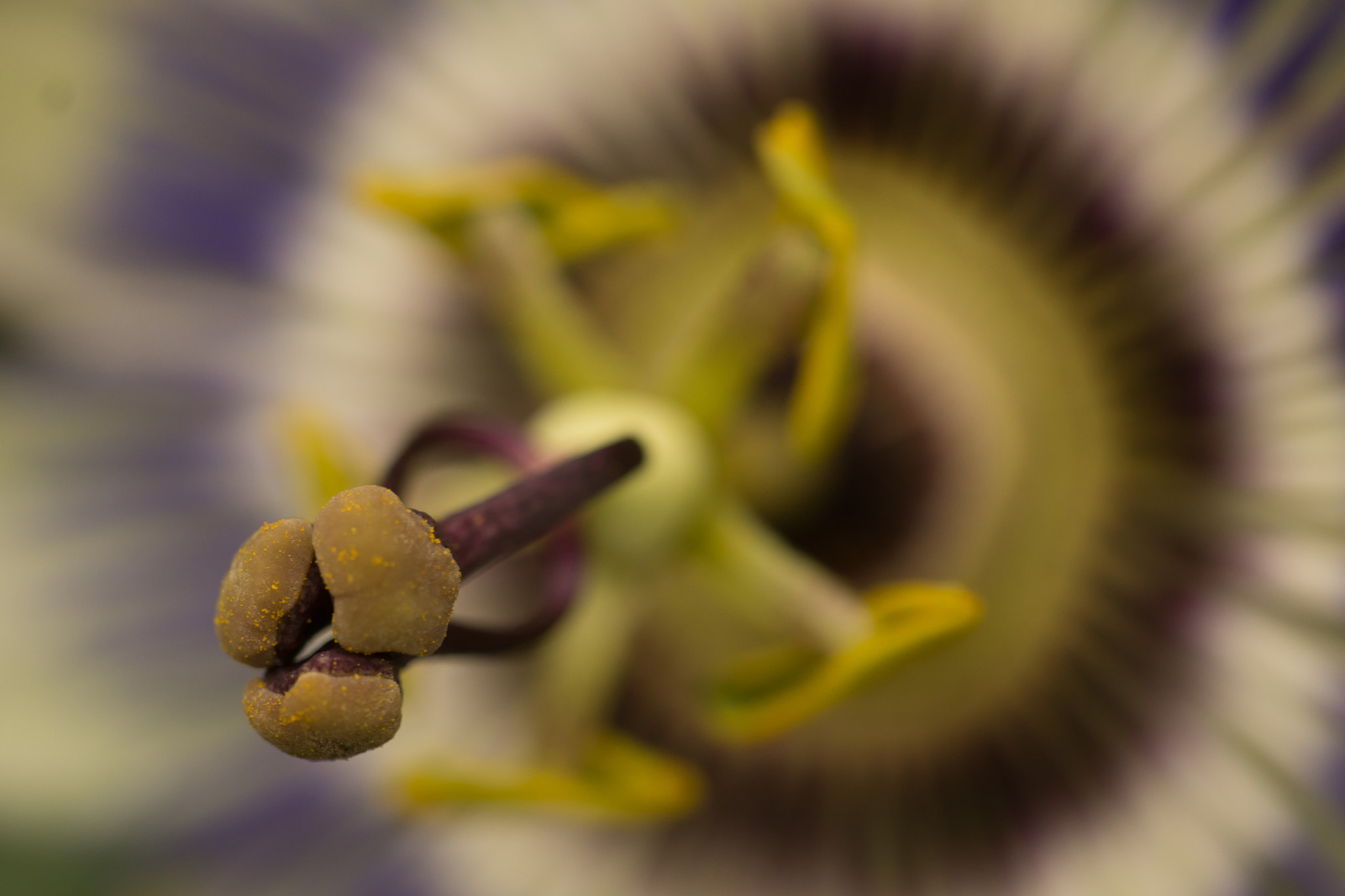 Sony SLT-A65 (SLT-A65V) sample photo. Passiebloem photography