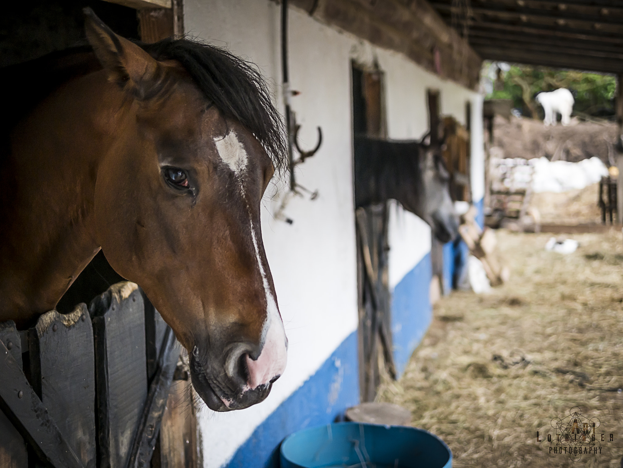 Panasonic Lumix DMC-G7 + Panasonic Leica DG Summilux 25mm F1.4 II ASPH sample photo. Howdy partner ;) photography