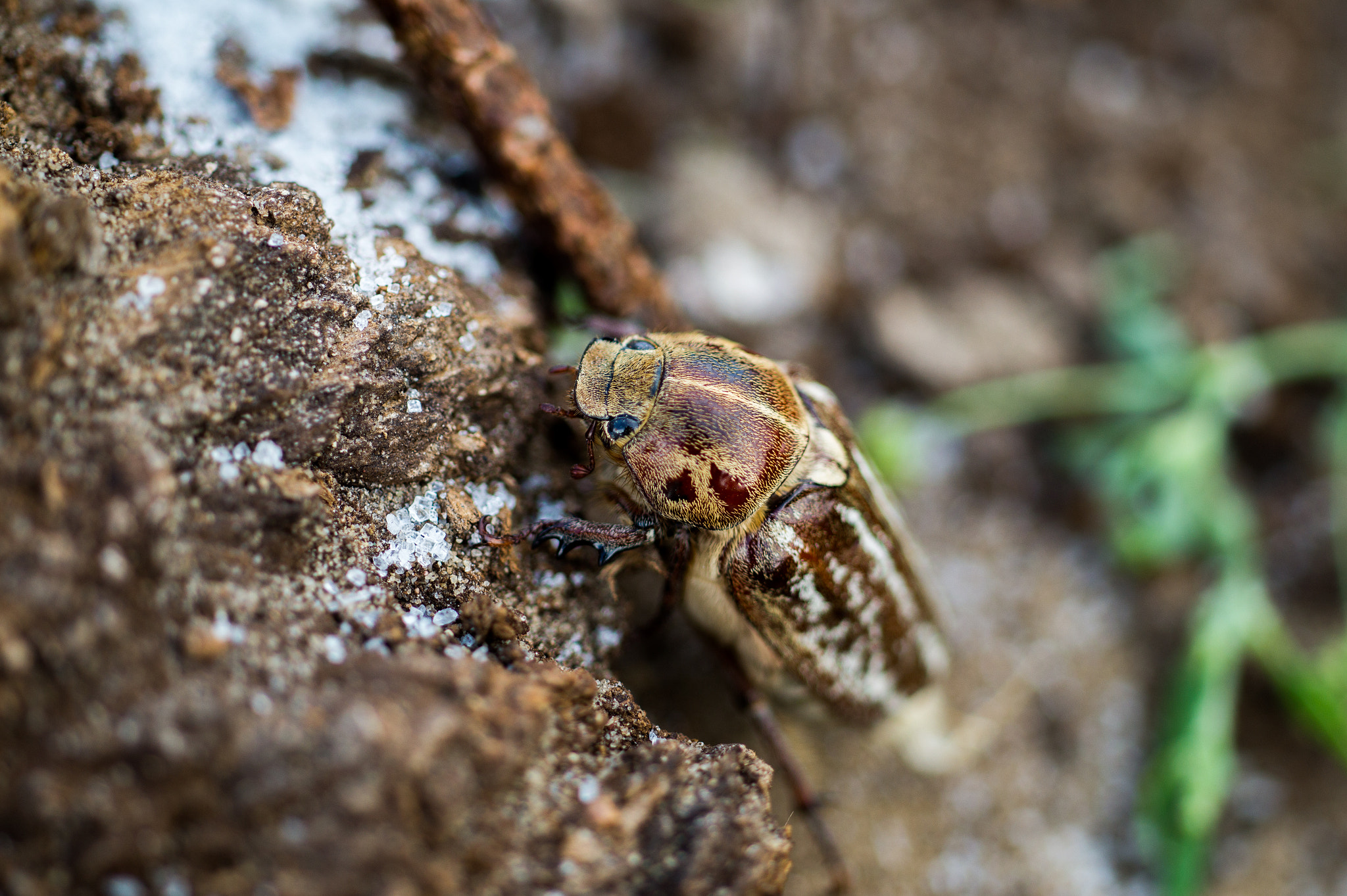 Sony SLT-A58 + MACRO 50mm F2.8 sample photo. Bug hiking photography