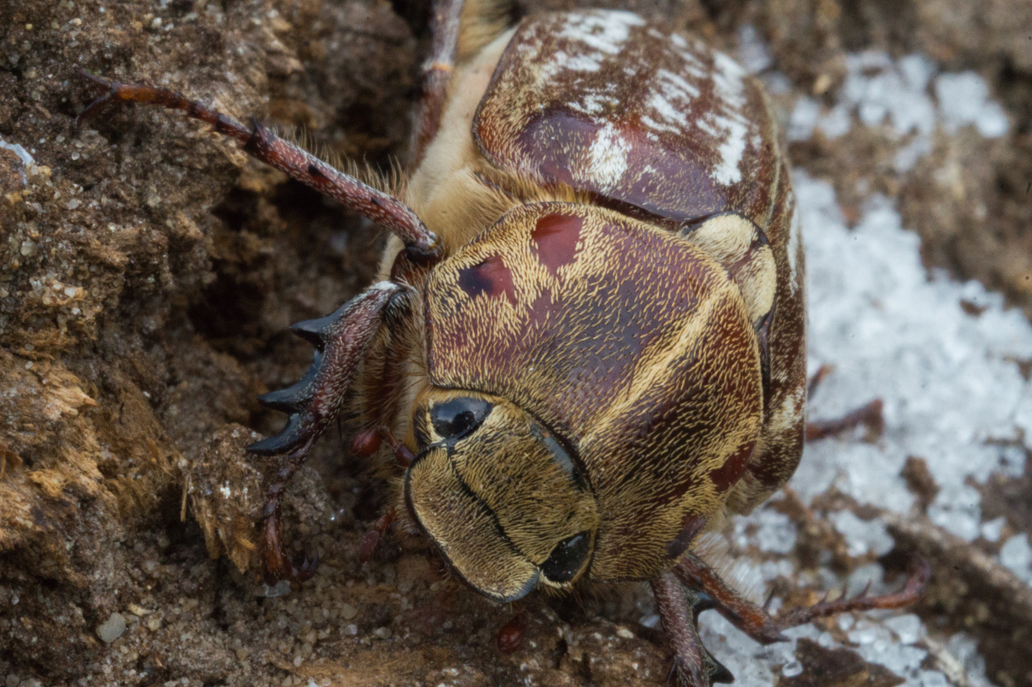 Sony SLT-A58 + MACRO 50mm F2.8 sample photo. Brown bug photography