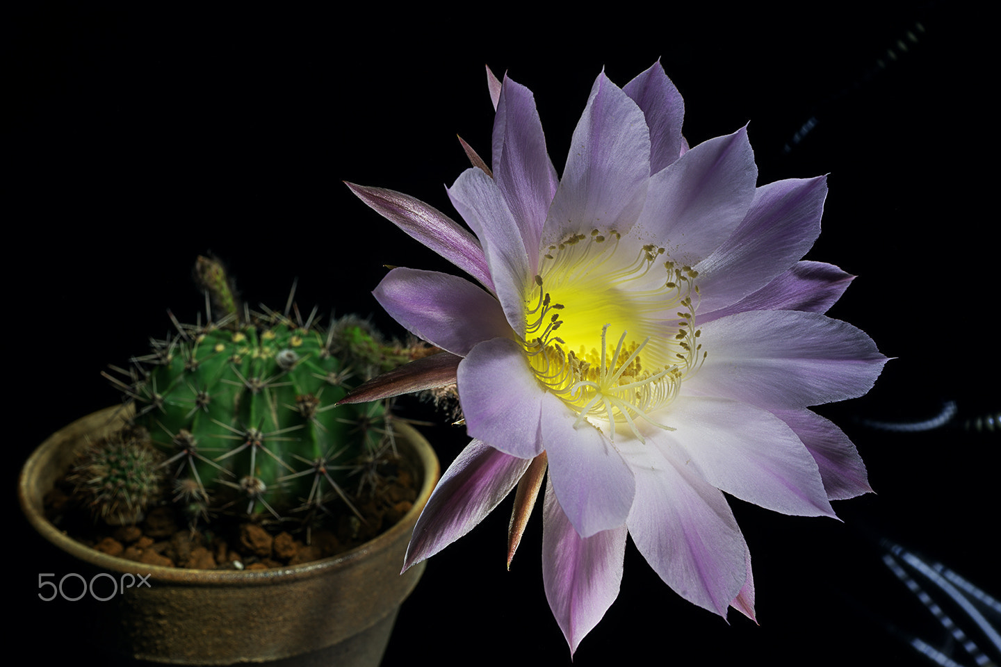 Sony a99 II sample photo. A flower of the ball cactus photography
