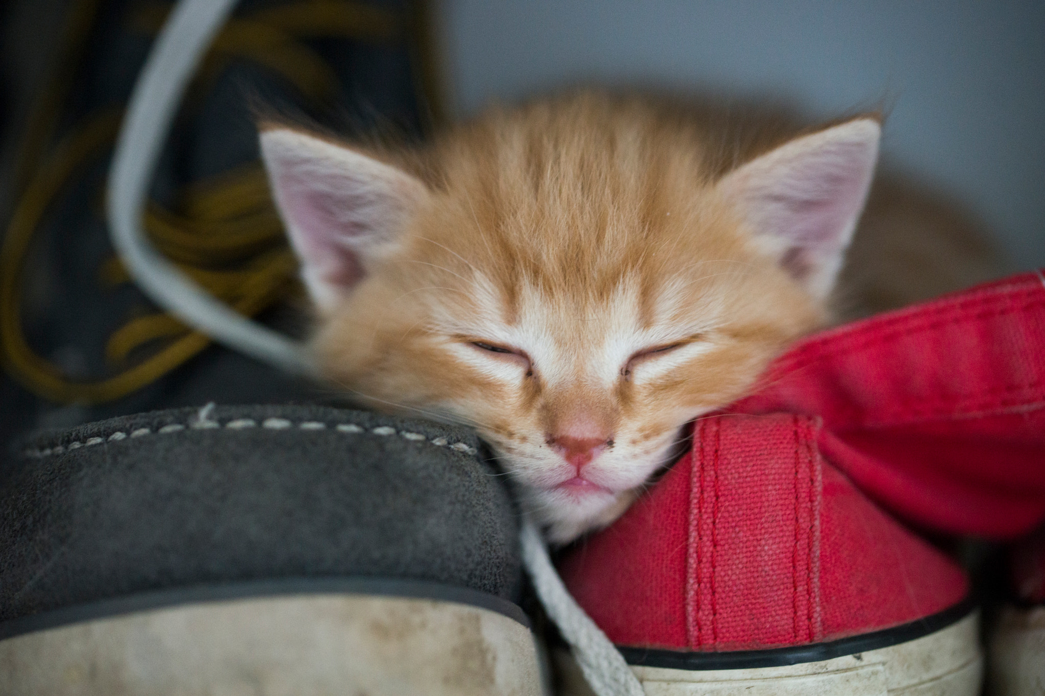 Sony a99 II + 90mm F2.8 Macro SSM sample photo. Kitten photography