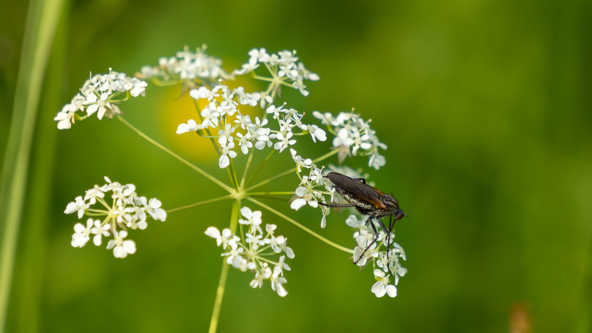 Sony E 55-210mm F4.5-6.3 OSS sample photo. Have a good meal photography