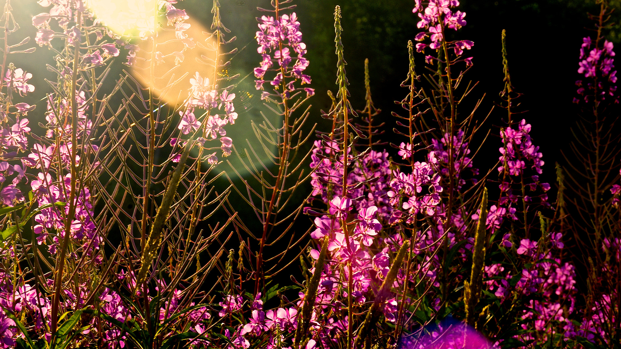 Pentax smc DA 50-200mm F4-5.6 ED WR sample photo. Mother natures garden photography