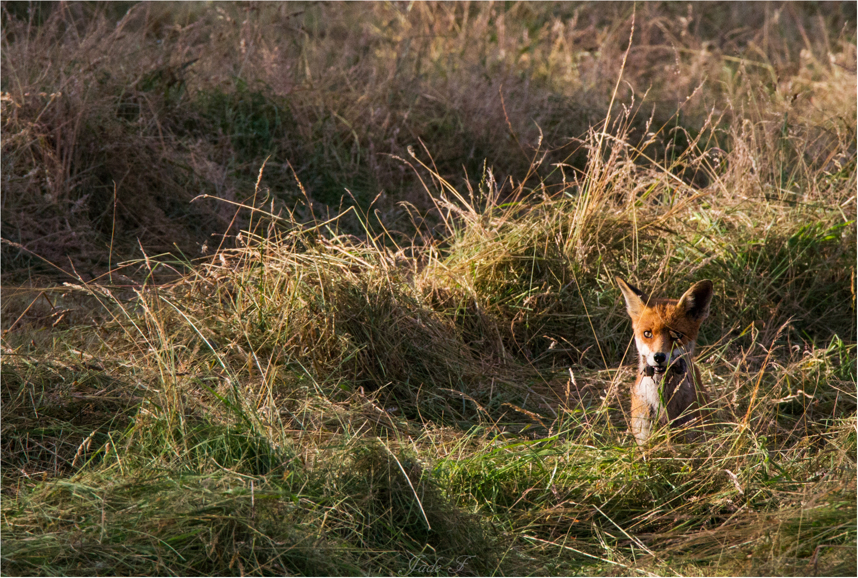 Tamron SP 150-600mm F5-6.3 Di VC USD sample photo. Renard en chasse photography