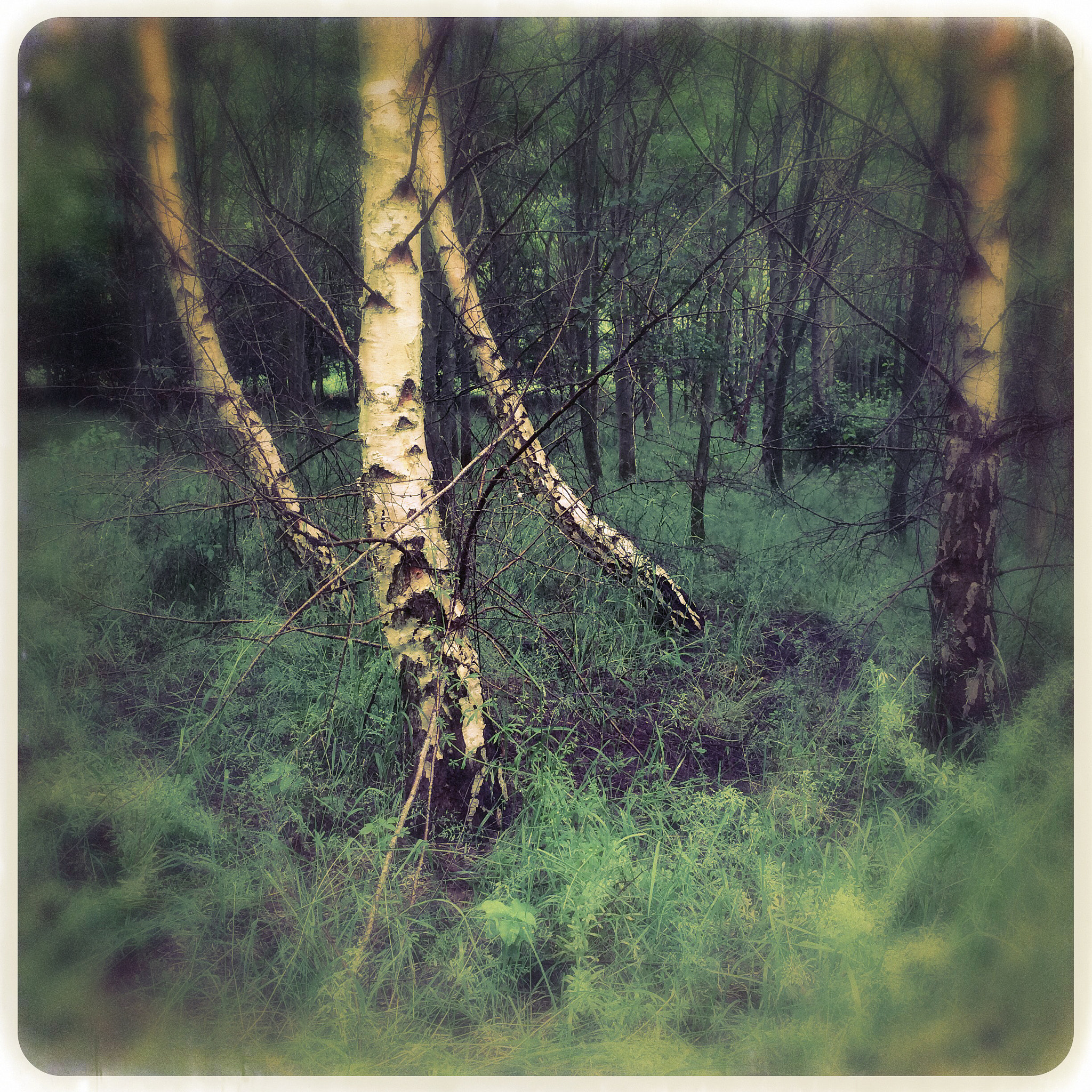 Hipstamatic 275 sample photo. Wood photography