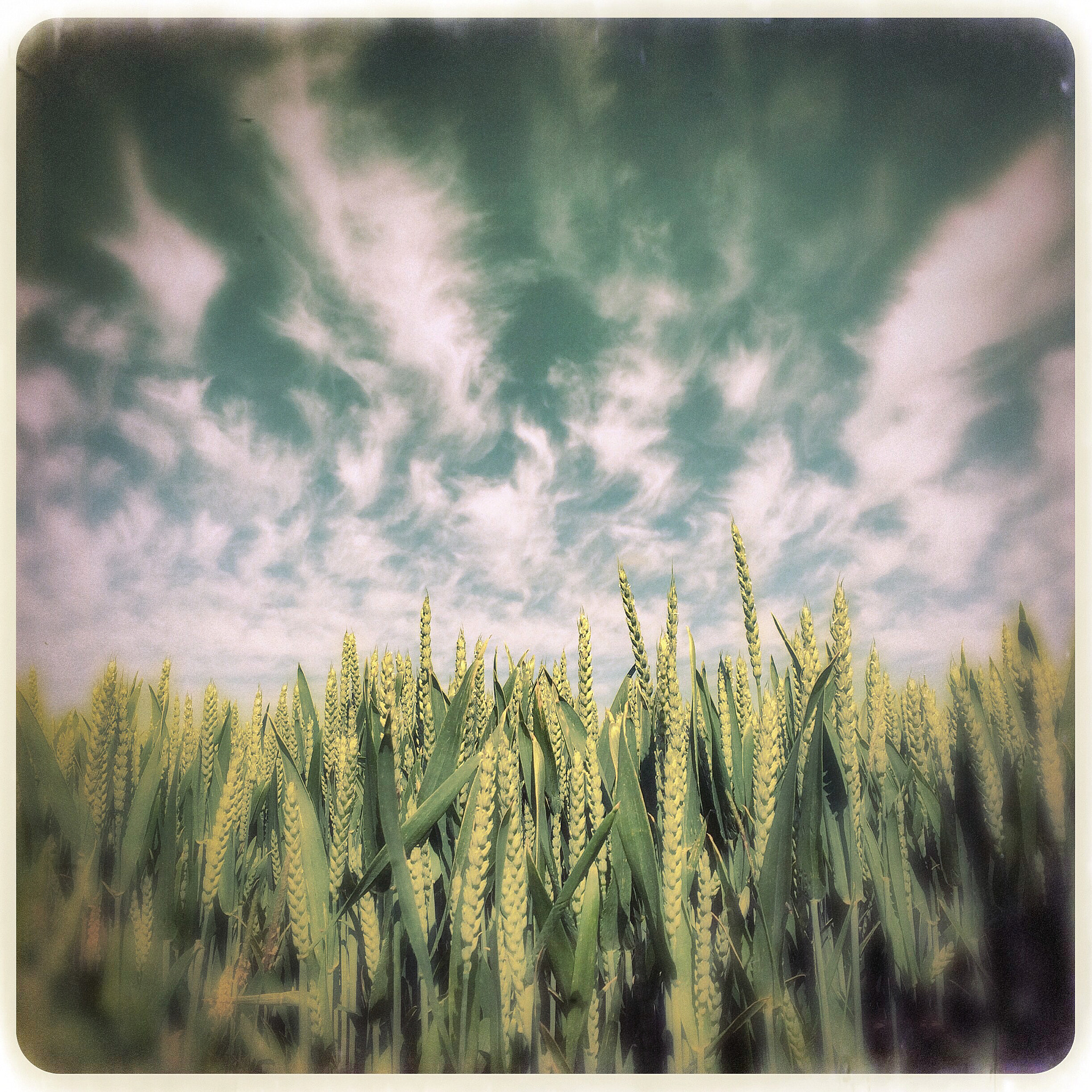 Hipstamatic 275 + iPhone 5s back camera 4.12mm f/2.2 sample photo. Wheat and sky photography