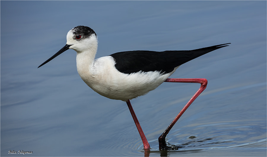 Canon EF 500mm F4L IS USM sample photo. Ciguiñuela photography