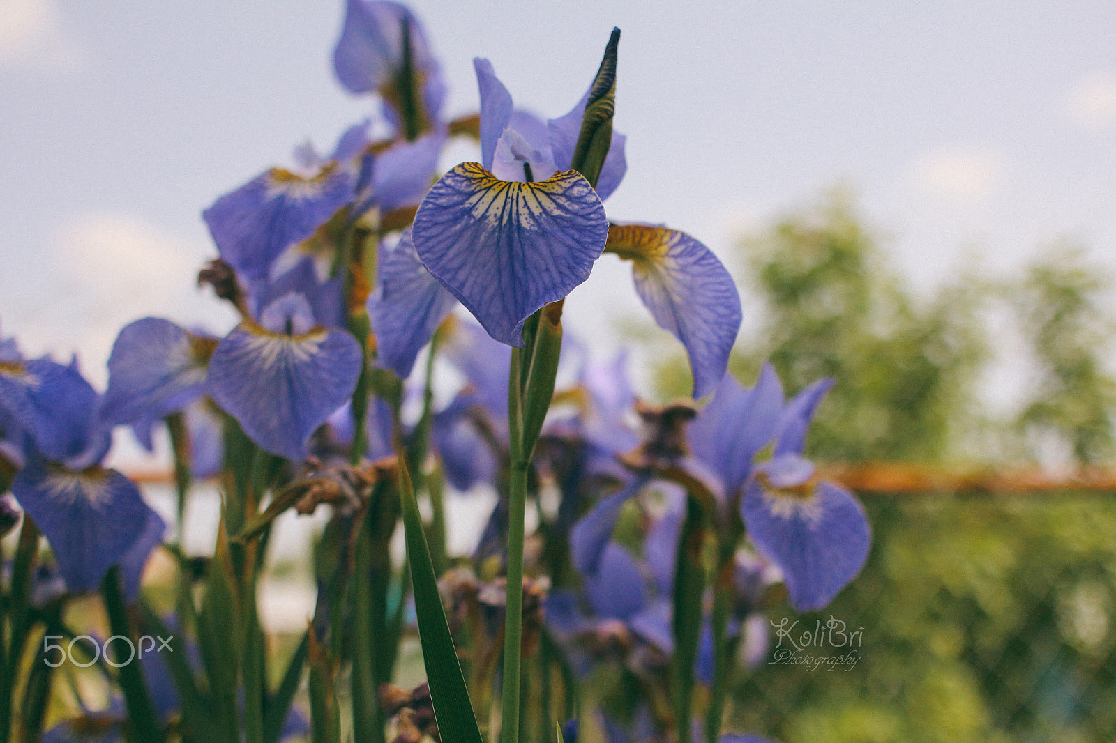 Canon EF 35-80mm f/4-5.6 sample photo. "tiger" irises photography