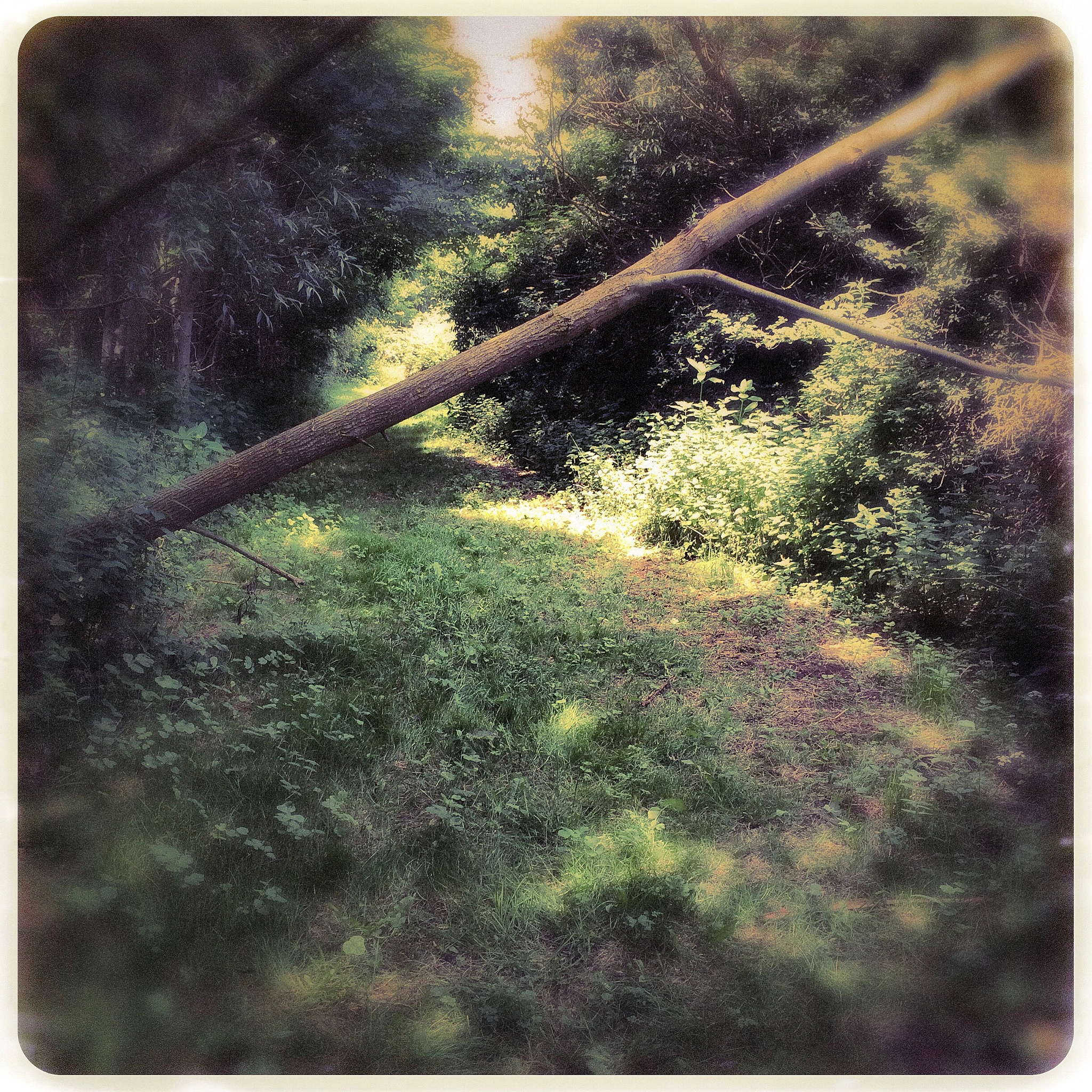 Hipstamatic 276 sample photo. Fallen tree photography