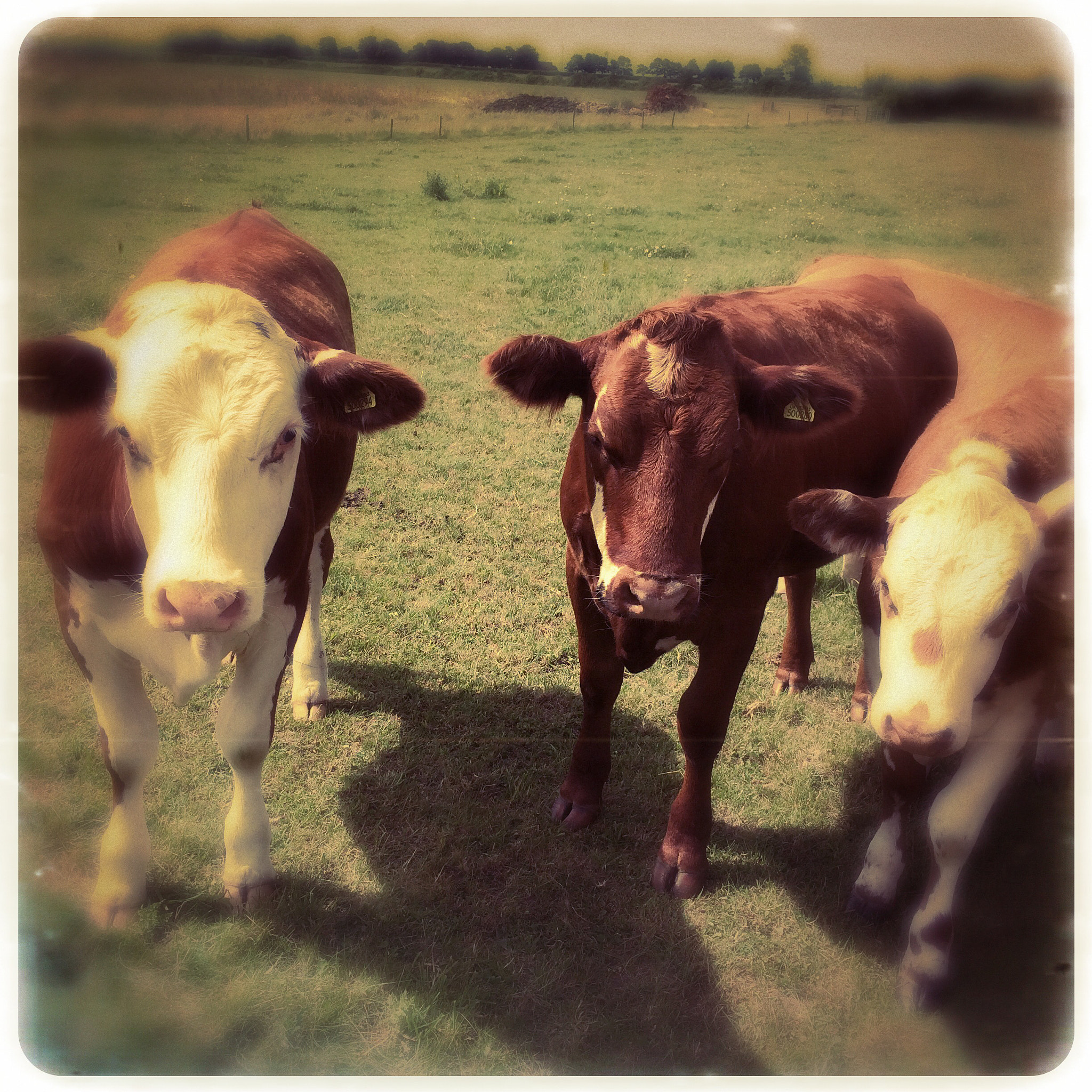 Hipstamatic 276 sample photo. Brown cows photography