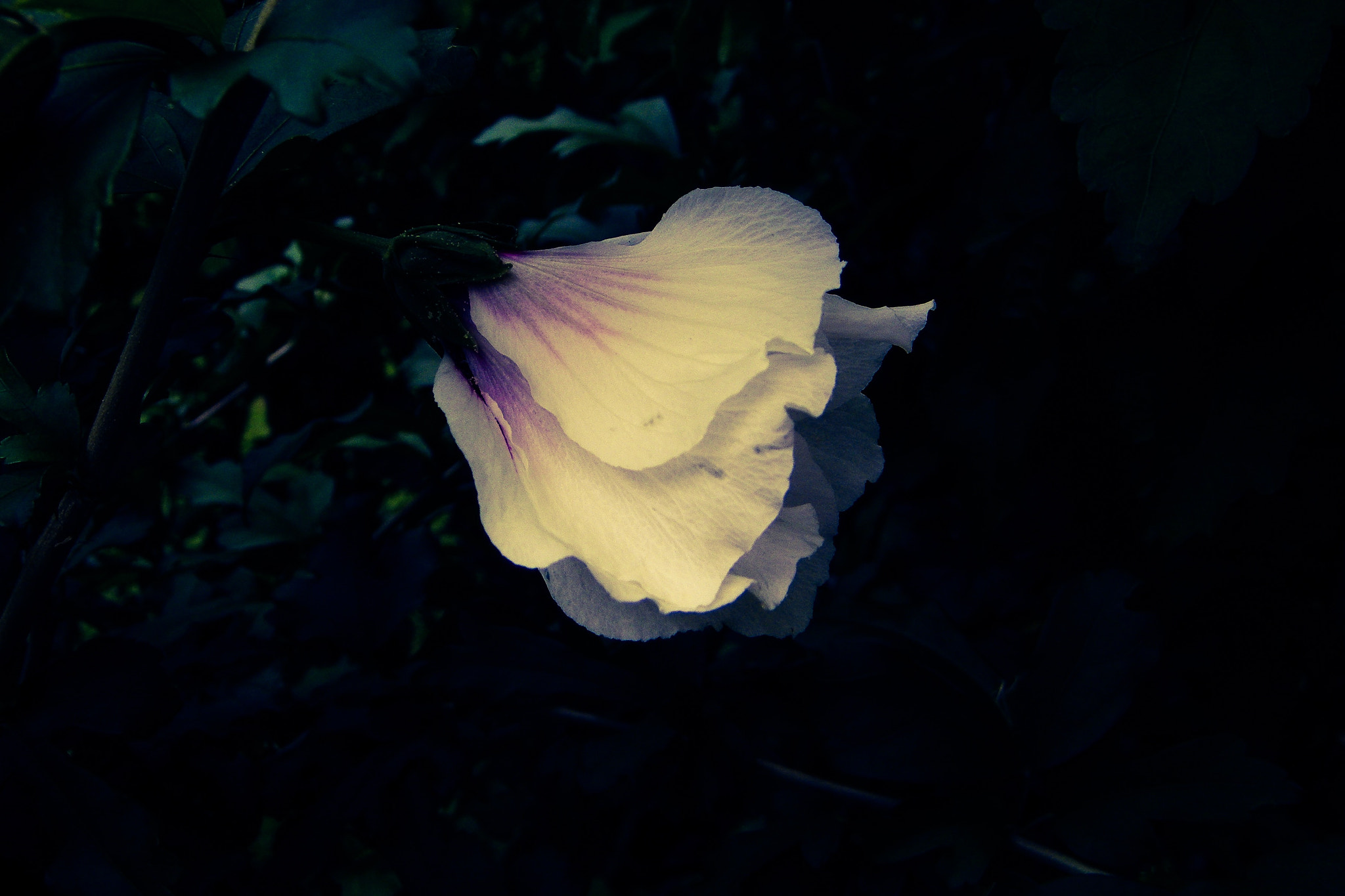 Kodak EASYSHARE Z1015 IS DIGITAL CAMERA sample photo. Light in the dark photography