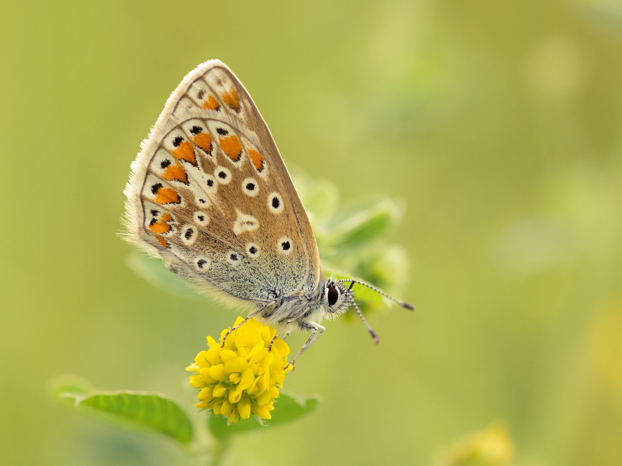 Nikon AF-S Micro-Nikkor 105mm F2.8G IF-ED VR sample photo. Common blue photography
