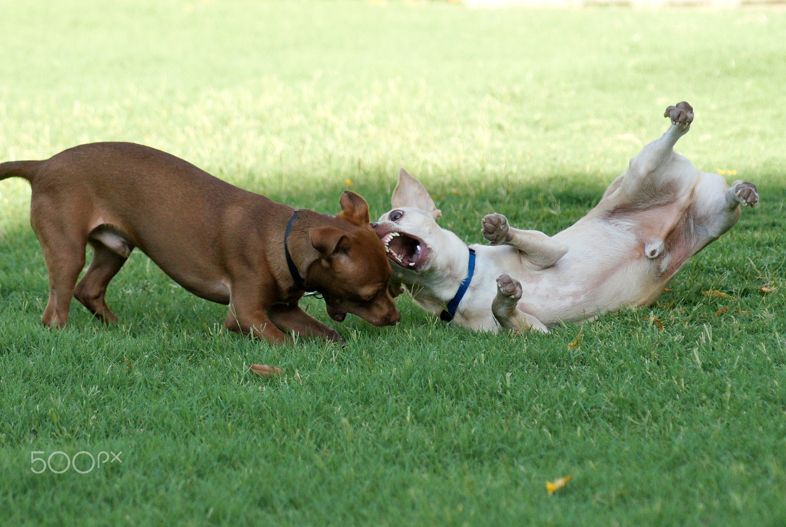 Sony Alpha DSLR-A580 sample photo. . photography