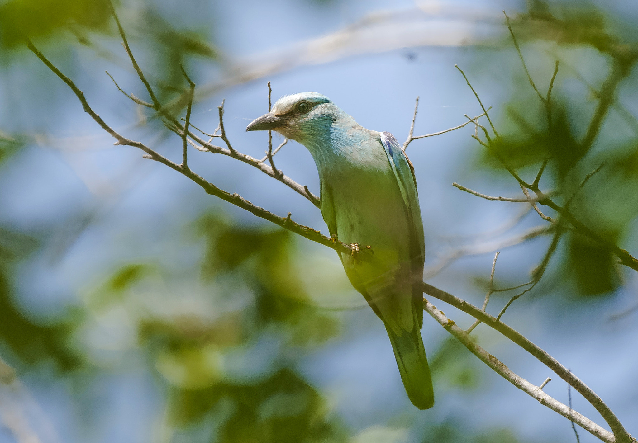 Sigma 150-600mm F5-6.3 DG OS HSM | C sample photo. Tr photography