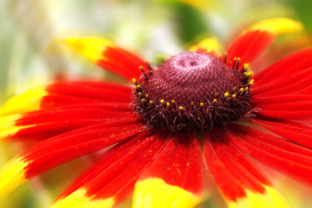 Canon EOS 50D + Canon EF 50mm F2.5 Macro sample photo. Doutone(d) photography