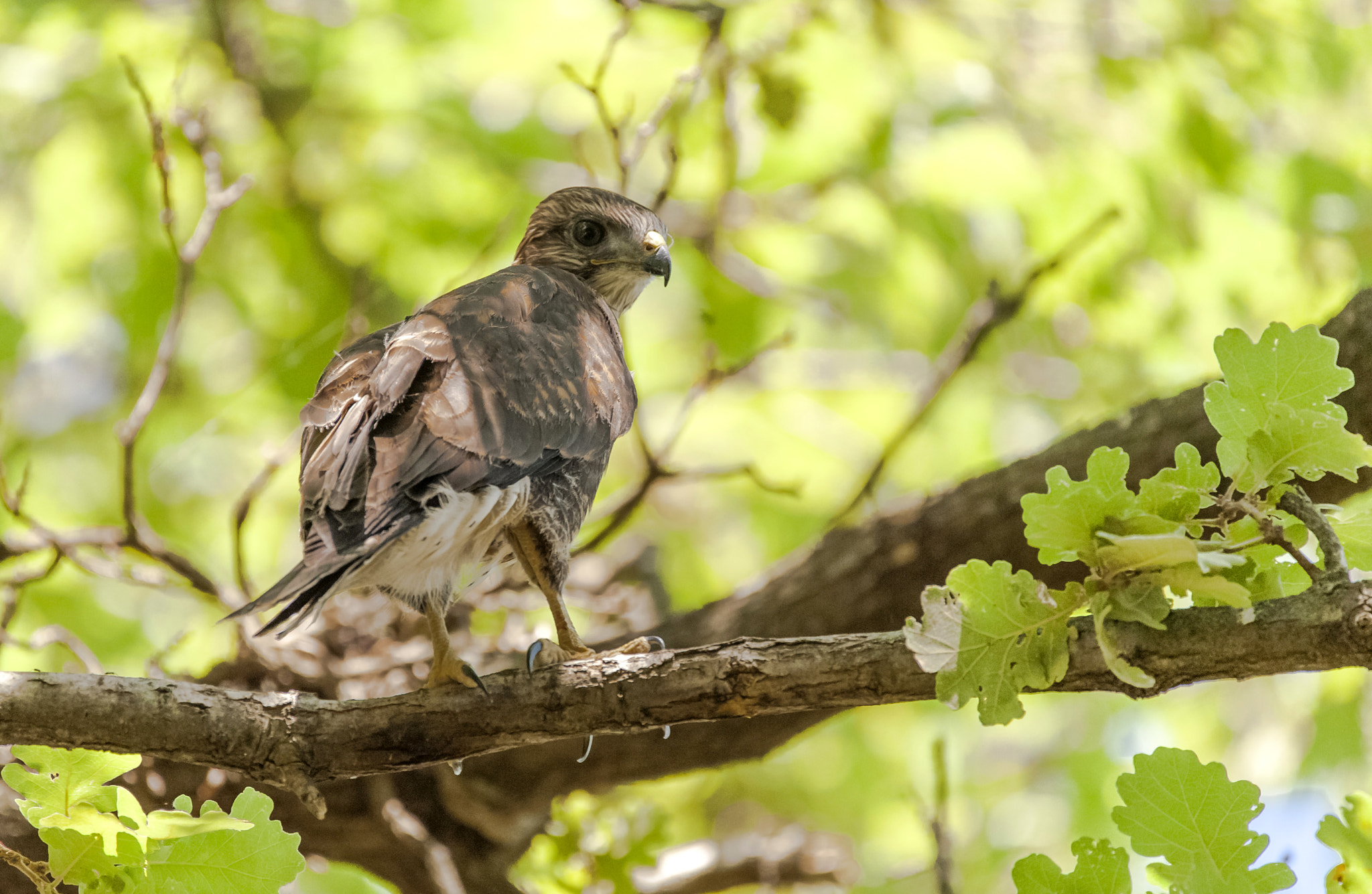 Sigma 150-600mm F5-6.3 DG OS HSM | C sample photo. Tr photography