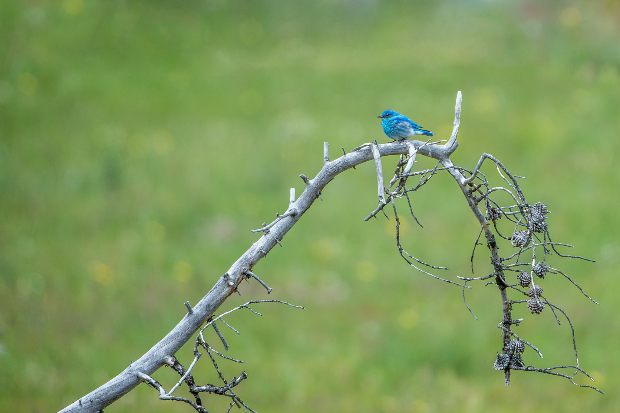 Nikon D600 sample photo. Mountain bluebird photography