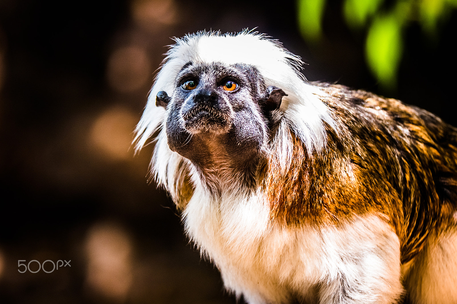 Panasonic Lumix DMC-G5 sample photo. Cottontop tamarin monkey photography