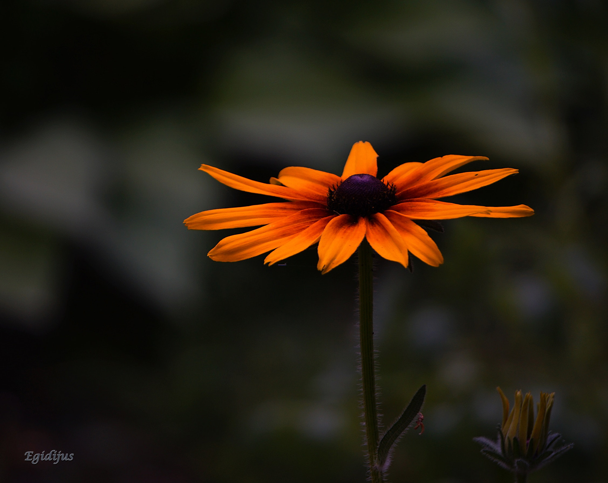 Sony E 55-210mm F4.5-6.3 OSS sample photo. M photography