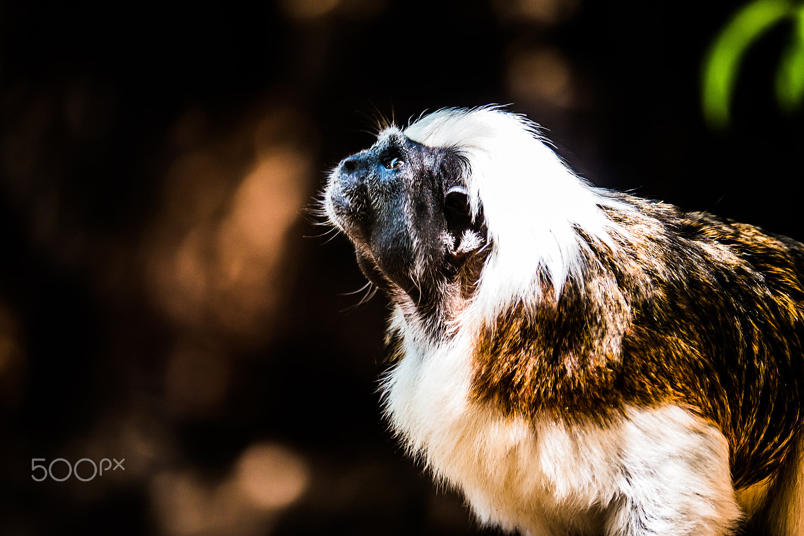 Panasonic Lumix DMC-G5 sample photo. Cottontop tamarin monkey photography