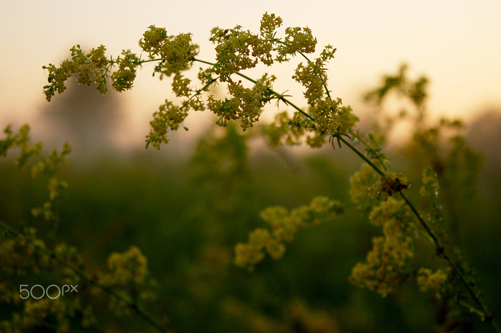 Nikon D50 sample photo. Dawn photography