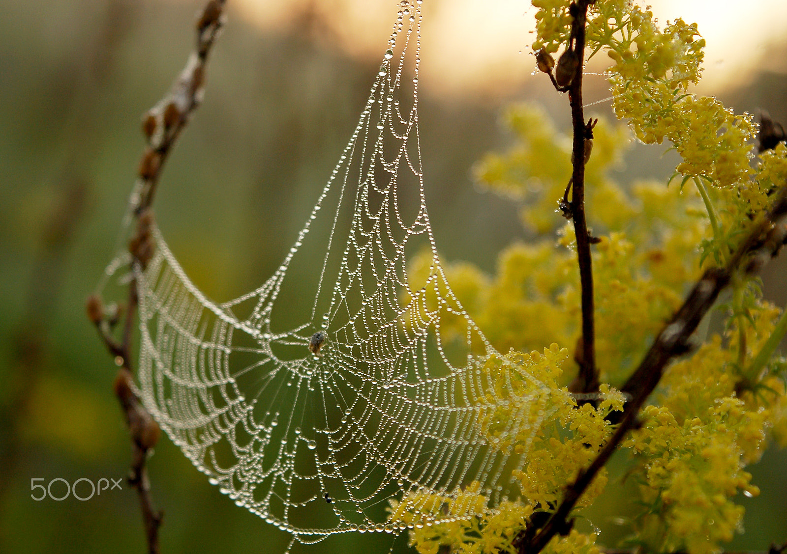 Nikon D50 sample photo. Dawn photography
