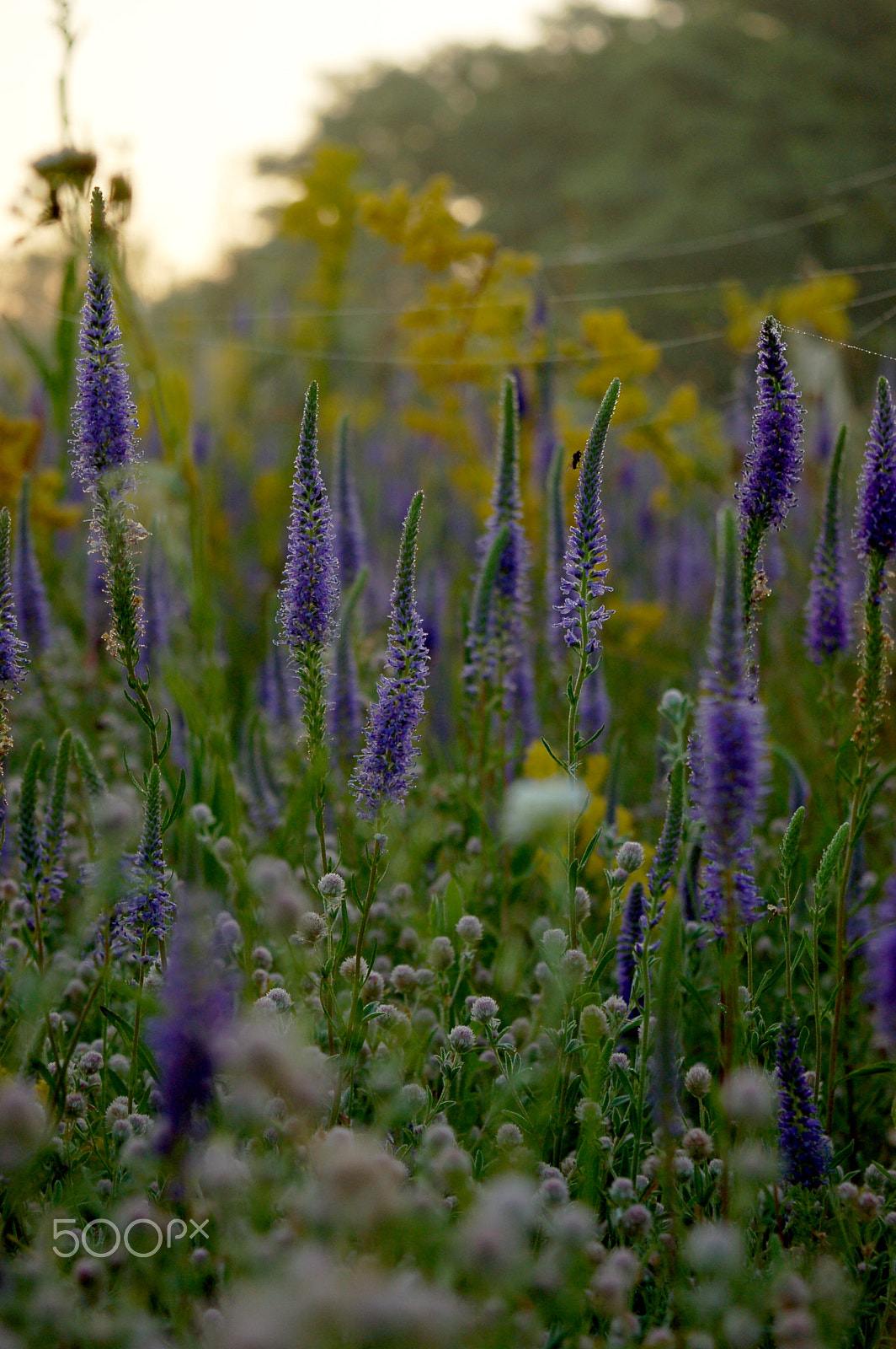Nikon D50 sample photo. Dawn photography