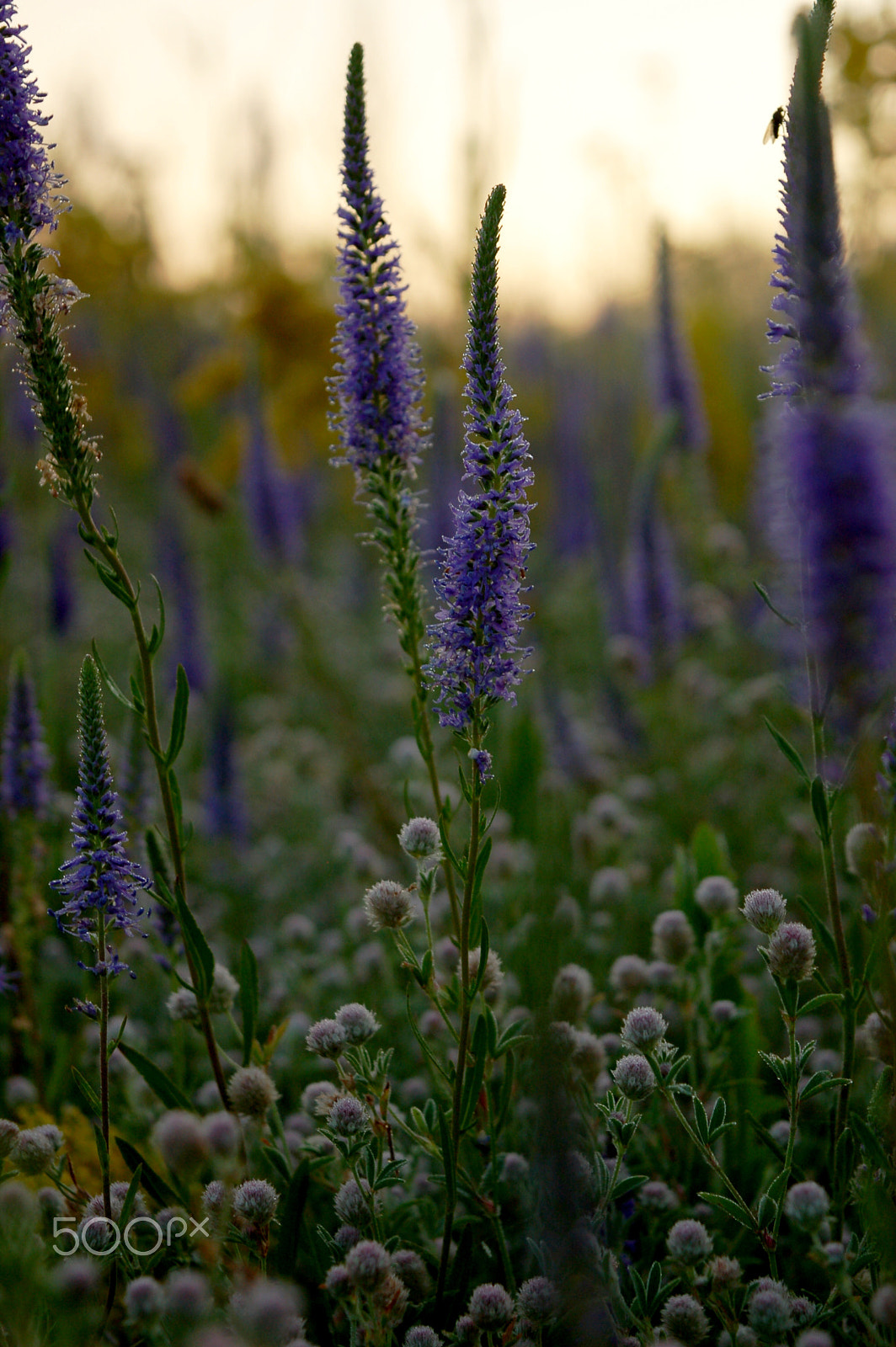 Nikon D50 sample photo. Dawn photography