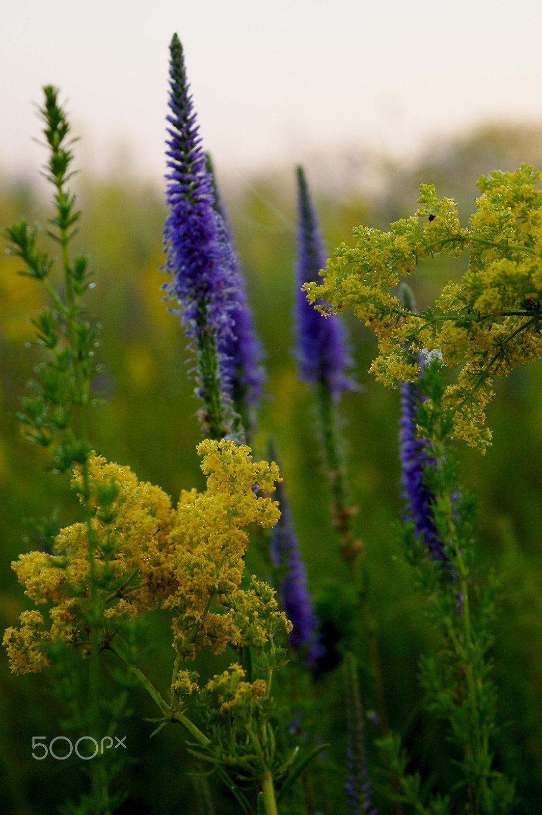 Nikon D50 sample photo. Dawn photography