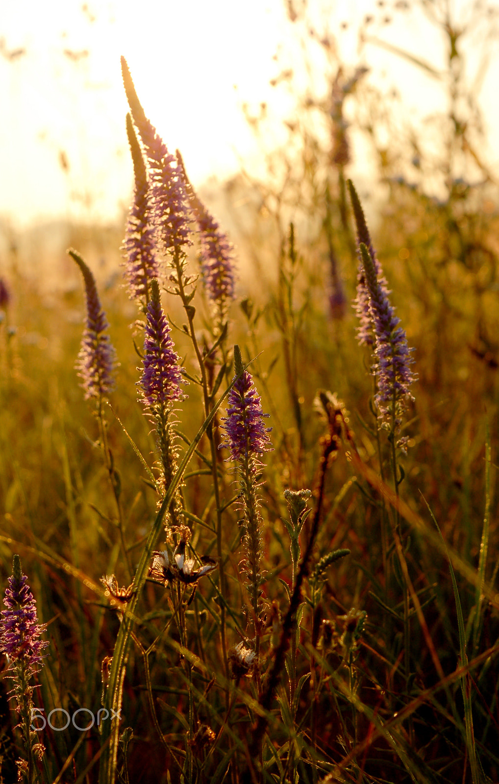 Nikon D50 sample photo. Dawn photography