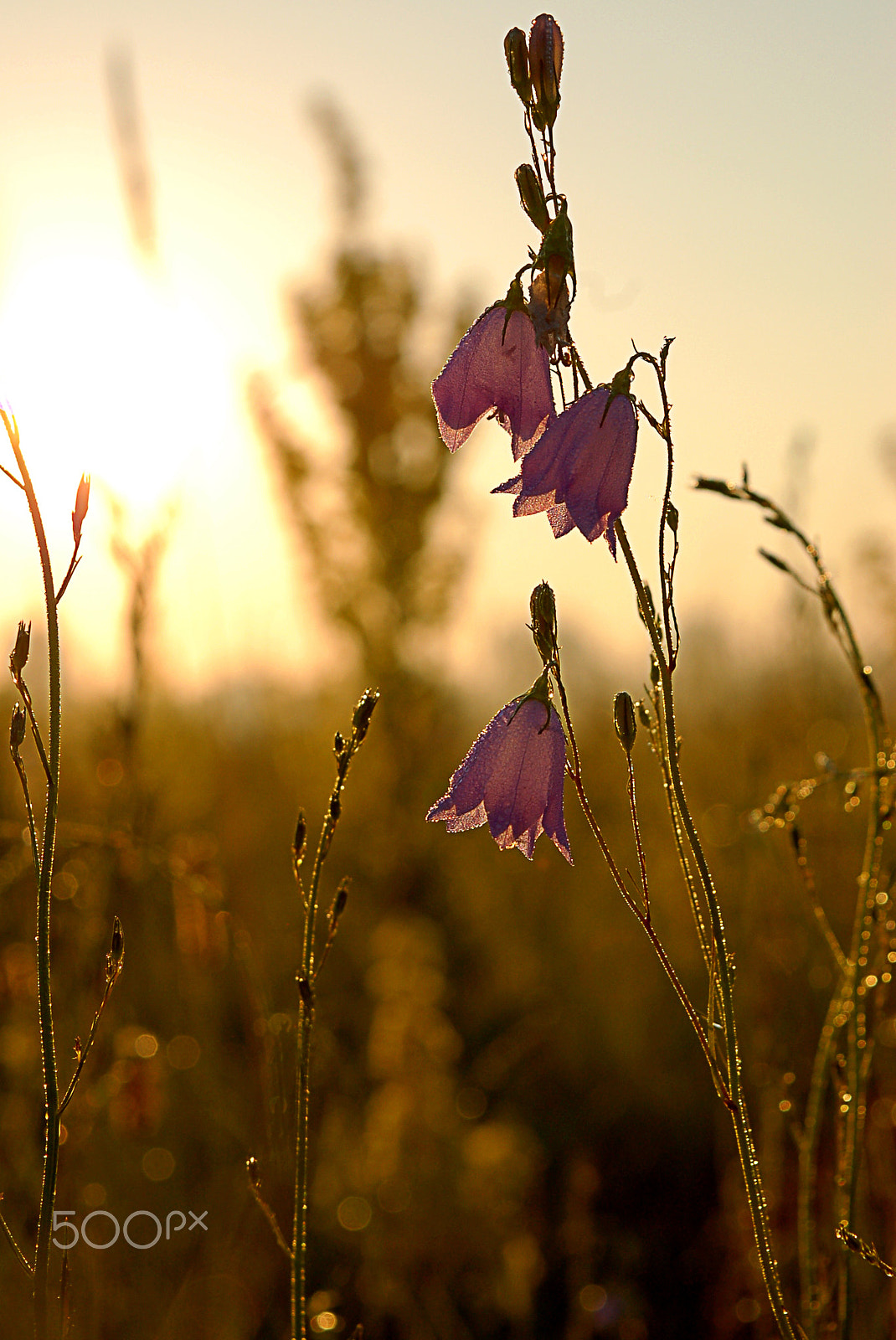 Nikon D50 sample photo. Dawn photography