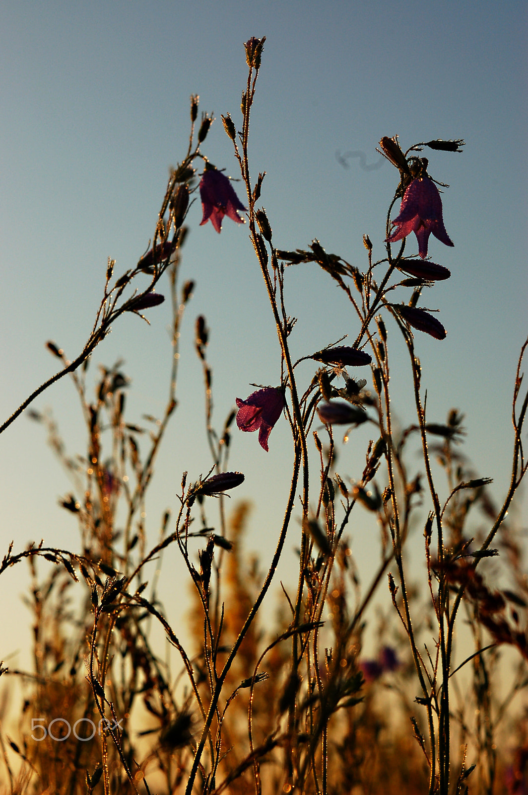 Nikon D50 sample photo. Dawn photography