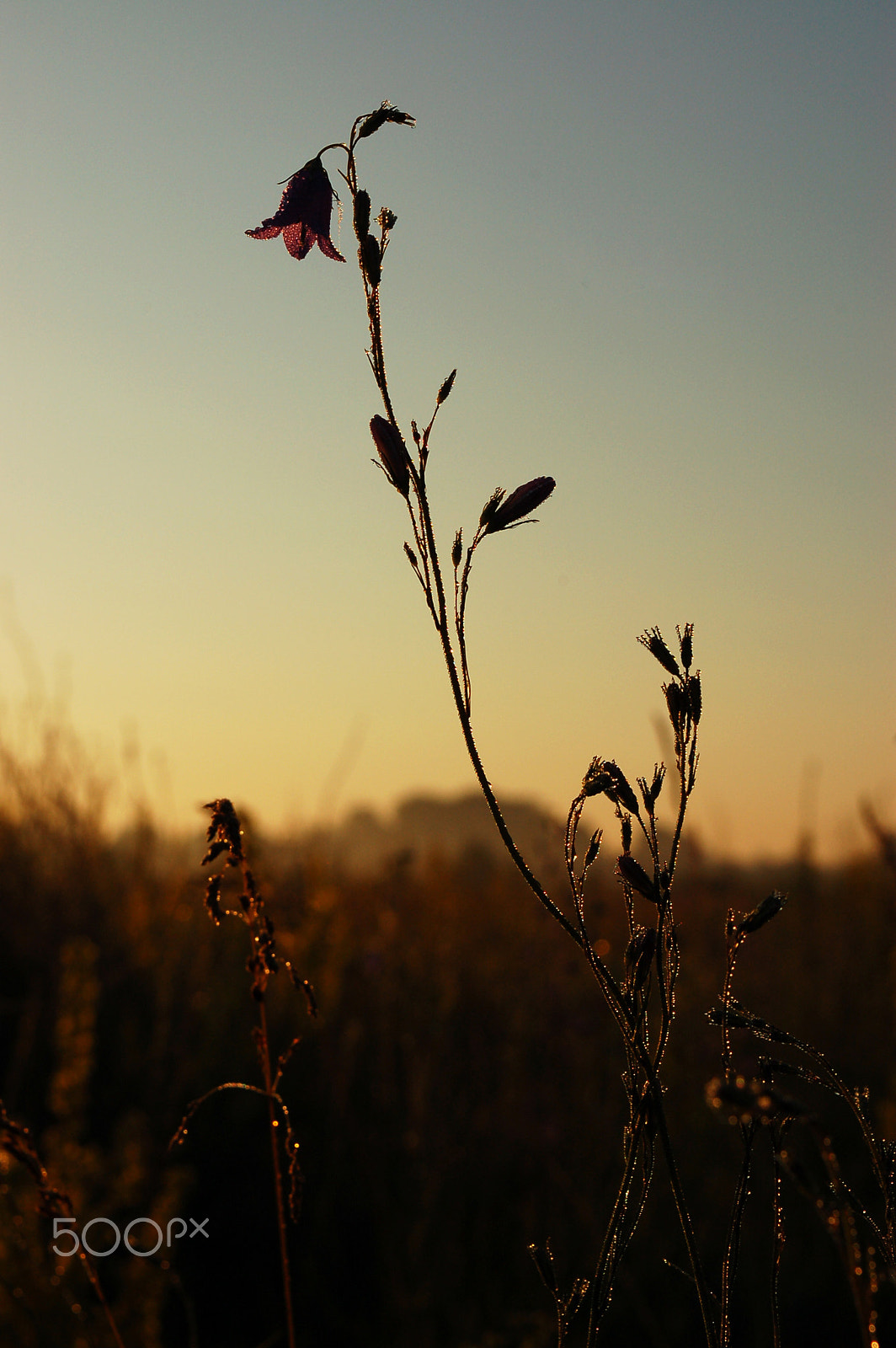 Nikon D50 sample photo. Dawn photography